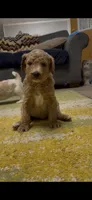 Shay, a female Goldendoodle for sale in Cherry Creek, NY – 3 of 5
