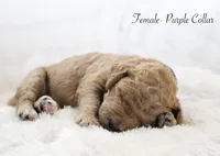 Honey, a female Goldendoodle for sale in Cherry Creek, NY – 5 of 5