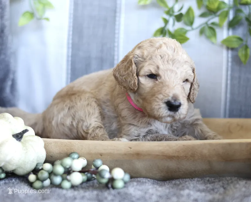 Annie  – Goldendoodle puppy for sale in Cherry Creek, NY