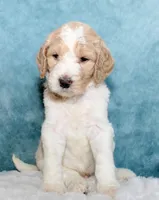 Finn, a male Goldendoodle for sale in Cherry Creek, NY – 2 of 5
