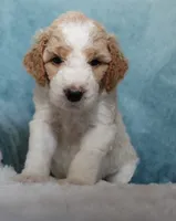 Dottie , a female Goldendoodle for sale in Cherry Creek, NY – 3 of 6