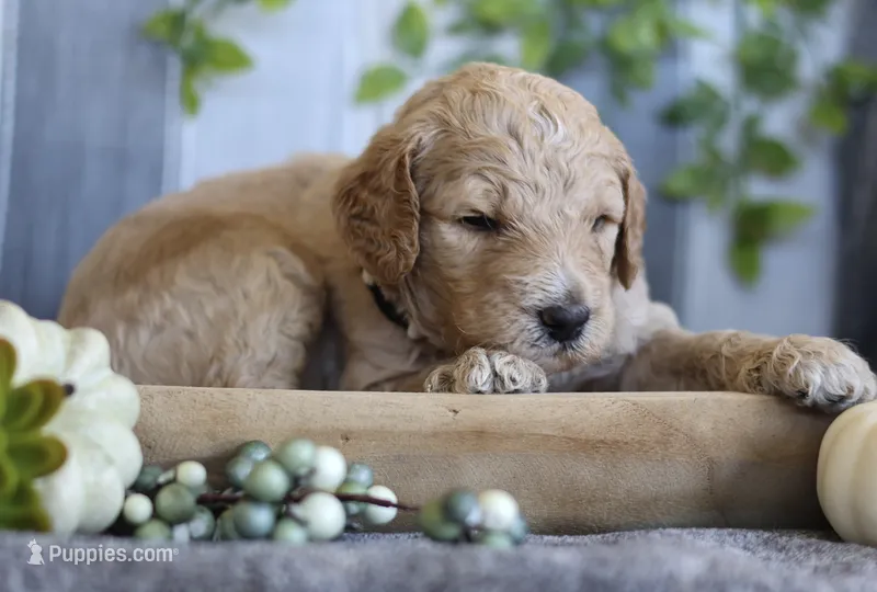 Charlie  – Goldendoodle puppy for sale in Cherry Creek, NY