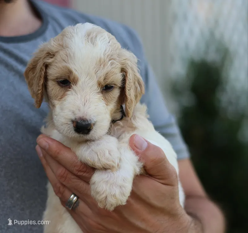 Lucky  – Goldendoodle puppy for sale in Cherry Creek, NY