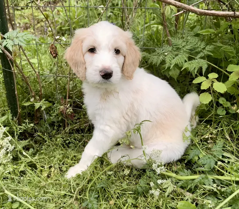 Max – Goldendoodle puppy for sale in Cherry Creek, NY