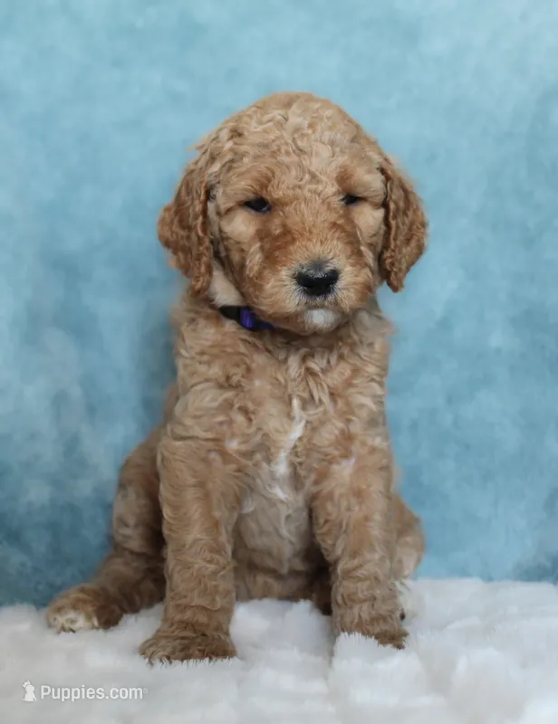 Honey – Goldendoodle puppy for sale in Cherry Creek, NY