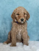 Honey, a female Goldendoodle for sale in Cherry Creek, NY – 1 of 5