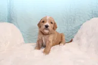 Buck , a male Goldendoodle for sale in Cherry Creek, NY – 5 of 6