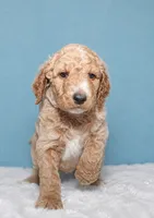 Shay, a female Goldendoodle for sale in Cherry Creek, NY – 2 of 5