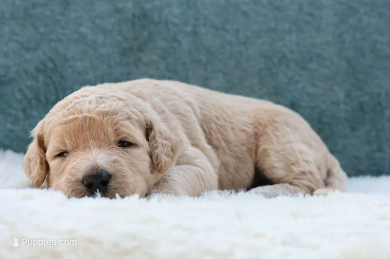 Nova – Goldendoodle puppy for sale in Cherry Creek, NY