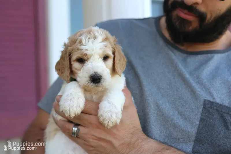 Winnie  – Goldendoodle puppy for sale in Cherry Creek, NY