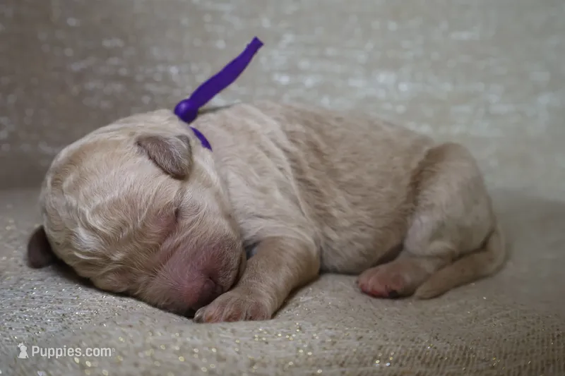 Nova – Goldendoodle puppy for sale in Cherry Creek, NY