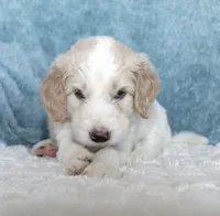 Max, a male Goldendoodle for sale in Cherry Creek, NY – 3 of 6