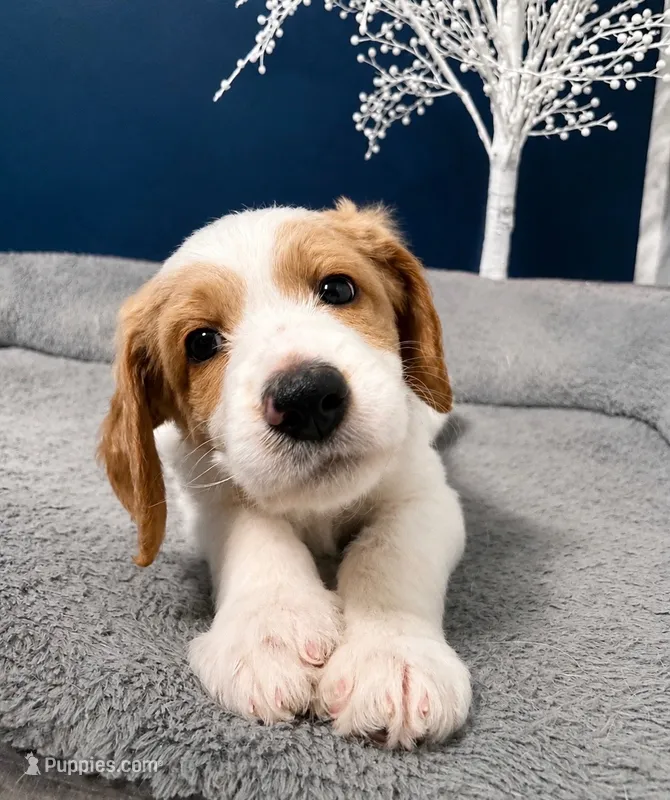 Luffy  – Goldendoodle puppy for sale in Cherry Creek, NY