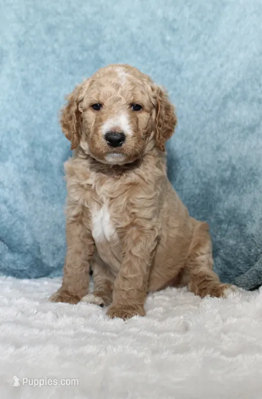 Shay – Goldendoodle puppy for sale in Cherry Creek, NY