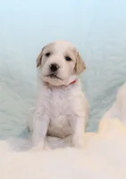 April, a female Goldendoodle for sale in Cherry Creek, NY – 3 of 4