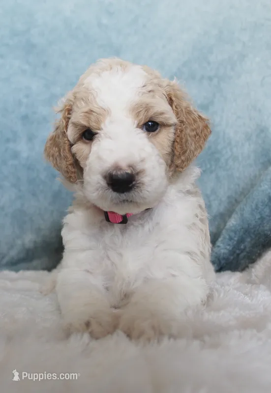 Dottie  – Goldendoodle puppy for sale in Cherry Creek, NY