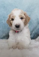 Dottie , a female Goldendoodle for sale in Cherry Creek, NY – 1 of 6