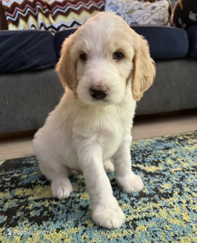 Max – Goldendoodle puppy for sale in Cherry Creek, NY