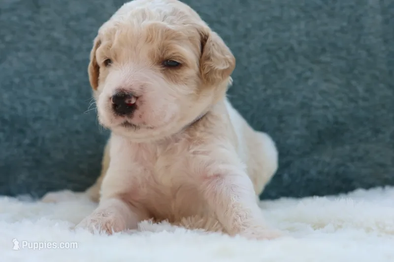 Lucky  – Goldendoodle puppy for sale in Cherry Creek, NY
