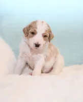 Cash, a male Goldendoodle for sale in Cherry Creek, NY – 3 of 4