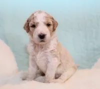 Dottie , a female Goldendoodle for sale in Cherry Creek, NY – 5 of 6