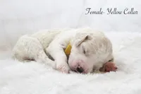 Pixie , a female Goldendoodle for sale in Cherry Creek, NY – 5 of 5