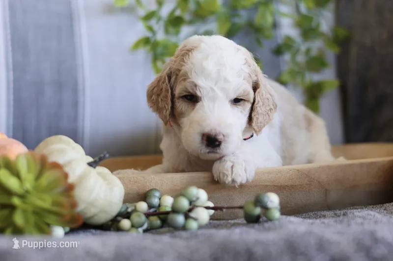 Roxy – Goldendoodle puppy for sale in Cherry Creek, NY
