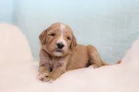 Buck , a male Goldendoodle for sale in Cherry Creek, NY – 4 of 6