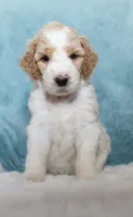 Dottie , a female Goldendoodle for sale in Cherry Creek, NY – 2 of 6