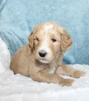 Buck , a male Goldendoodle for sale in Cherry Creek, NY – 3 of 6