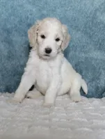 Pixie , a female Goldendoodle for sale in Cherry Creek, NY – 2 of 5
