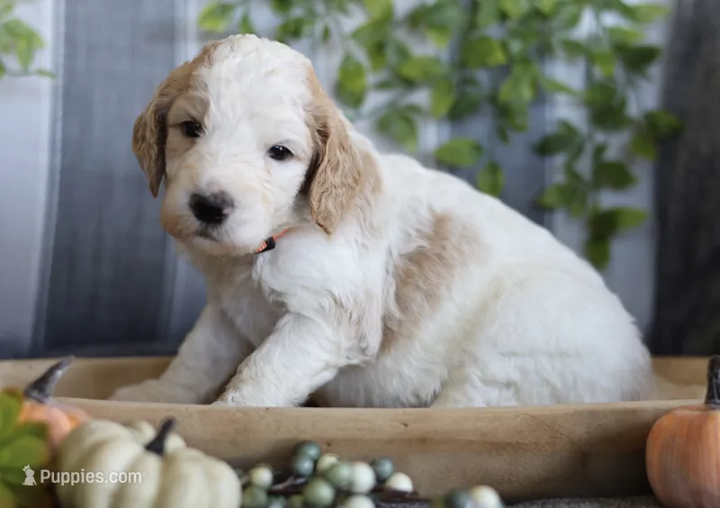 Mia  – Goldendoodle puppy for sale in Cherry Creek, NY