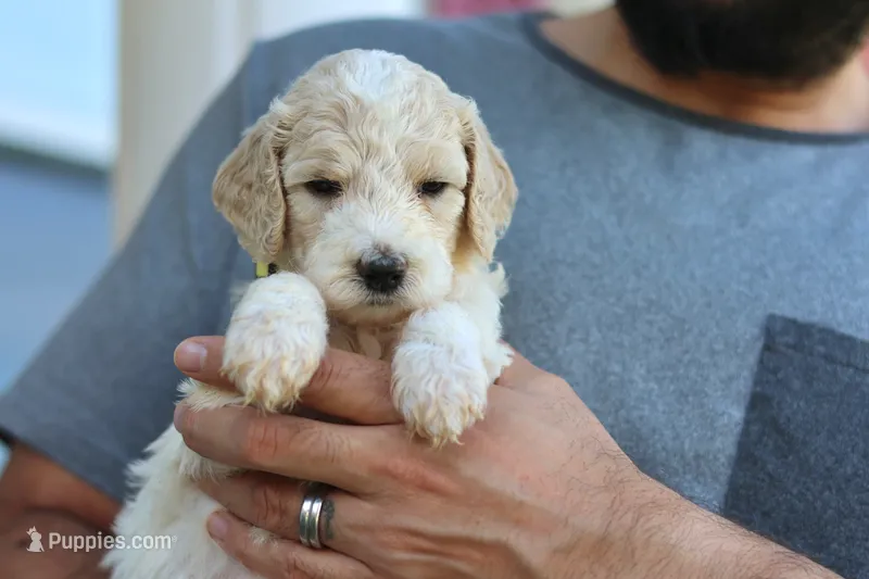 Lady  – Goldendoodle puppy for sale in Cherry Creek, NY