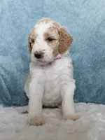 Dottie , a female Goldendoodle for sale in Cherry Creek, NY – 4 of 6