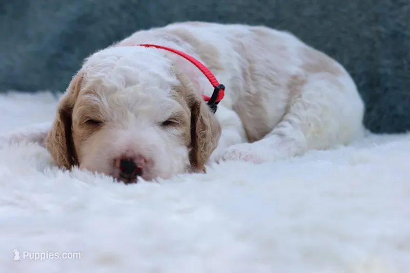 Roxy – Goldendoodle puppy for sale in Cherry Creek, NY