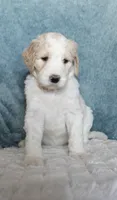 April, a female Goldendoodle for sale in Cherry Creek, NY – 2 of 4