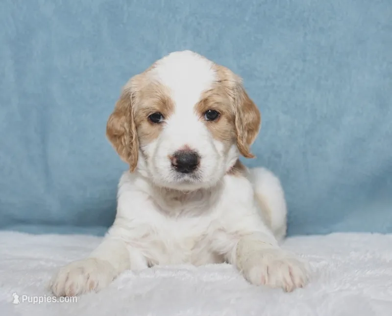 Luffy  – Goldendoodle puppy for sale in Cherry Creek, NY