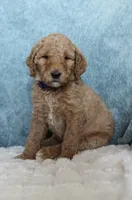 Honey, a female Goldendoodle for sale in Cherry Creek, NY – 2 of 5