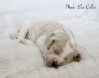 Finn, a male Goldendoodle for sale in Cherry Creek, NY – 5 of 5