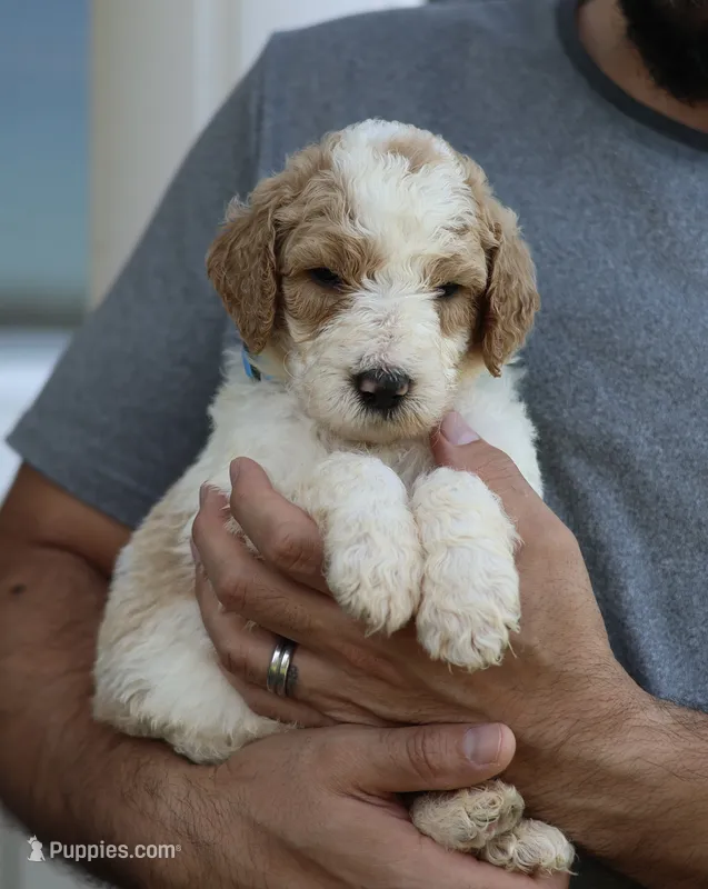 Scout  – Goldendoodle puppy for sale in Cherry Creek, NY