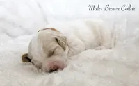Max, a male Goldendoodle for sale in Cherry Creek, NY – 6 of 6