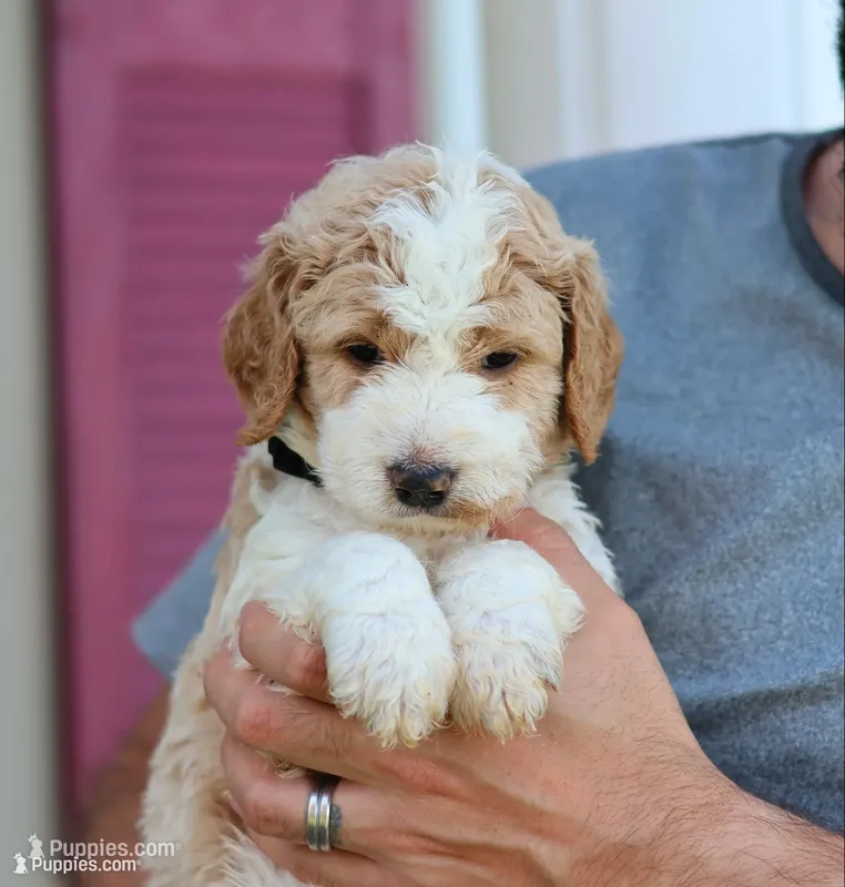 Cooper  – Goldendoodle puppy for sale in Cherry Creek, NY