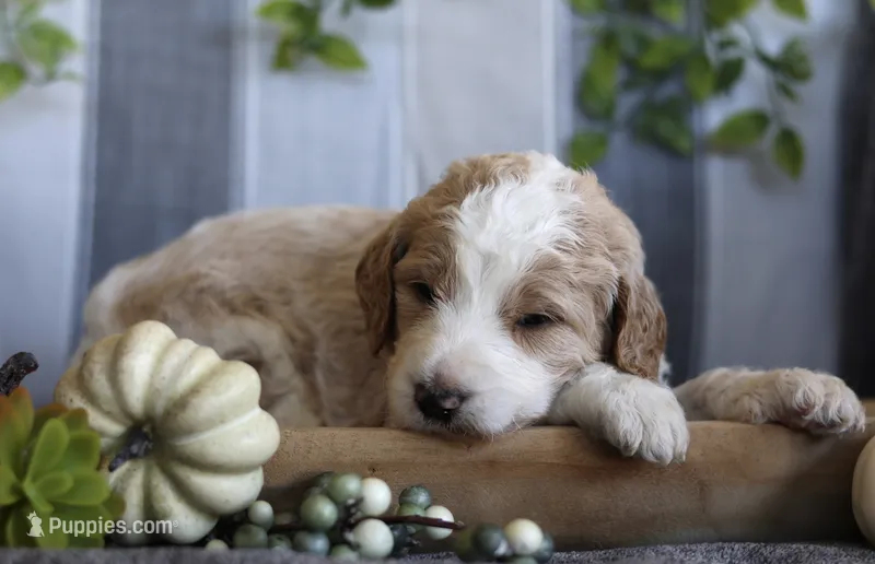Cooper  – Goldendoodle puppy for sale in Cherry Creek, NY