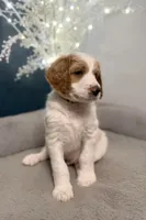 Luffy , a male Goldendoodle for sale in Cherry Creek, NY – 2 of 7