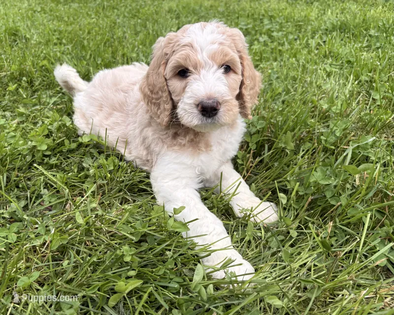 Finn – Goldendoodle puppy for sale in Cherry Creek, NY