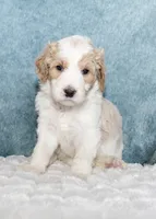 Cash, a male Goldendoodle for sale in Cherry Creek, NY – 2 of 4