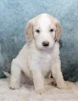 Max, a male Goldendoodle for sale in Cherry Creek, NY – 2 of 6