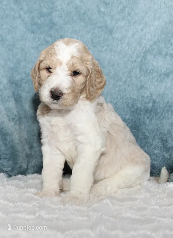 Finn – Goldendoodle puppy for sale in Cherry Creek, NY