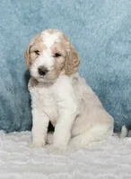Finn, a male Goldendoodle for sale in Cherry Creek, NY – 1 of 5