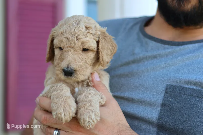 Annie  – Goldendoodle puppy for sale in Cherry Creek, NY